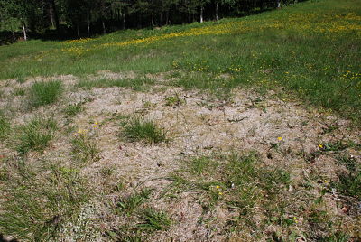 how to prevent snow mold